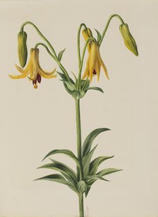 Canada Lily (Lilium canadense), 1878. Creator: Mary Vaux Walcott.