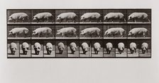Pig walking, Plate 673 from Animal Locomotion, 1887 (photograph)