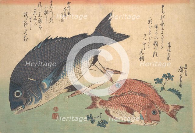 Kurodai and Kodai Fish with Bamboo Shoots and Berries, from the series Uozukushi (Every V..., 1830s. Creator: Ando Hiroshige.