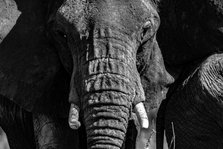 Elephant Matriarch. Creator: Viet Chu.