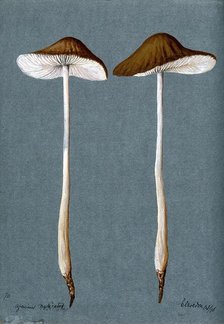 A fungus (Agaricus radicatus?): two fruiting bodies, 1896. Creator: Unknown.