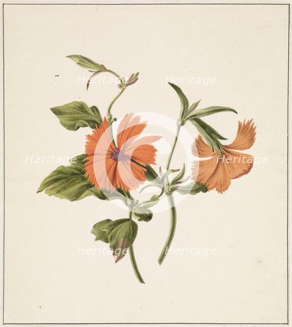 Yellow Chinese Rose (Rosa Chinensis Lutea), 1820. Creator: M. de Gijselaar.