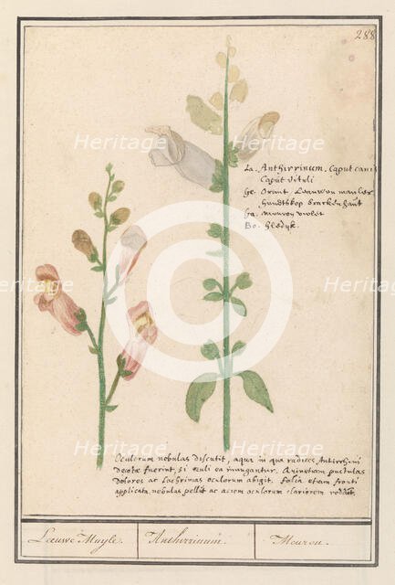 Snapdragon (Antirrhinum), 1596-1610. Creators: Anselmus de Boodt, Elias Verhulst.