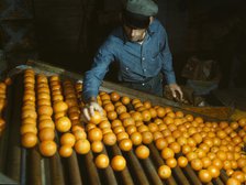 Co-op orange packing plant, Redlands, Calif. , 1943. Creator: Jack Delano.