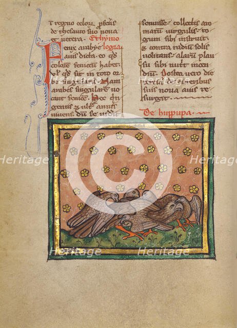 Five Birds (Hoopoe) Plucking the Feathers of Another Bird; Bestiary, about 1270. Creator: Unknown.
