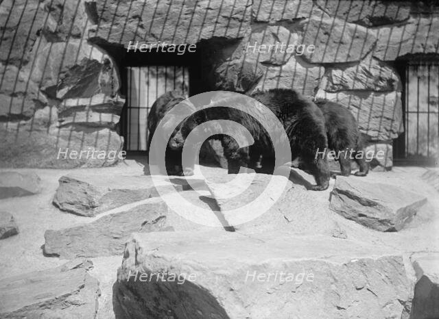 Zoo, Washington, D.C.: Black Bear, 1916. Creator: Harris & Ewing.