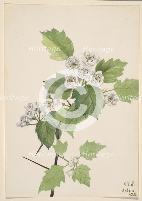 Thicket Hawthorn (Crataegus coccinea), 1922. Creator: Mary Vaux Walcott.