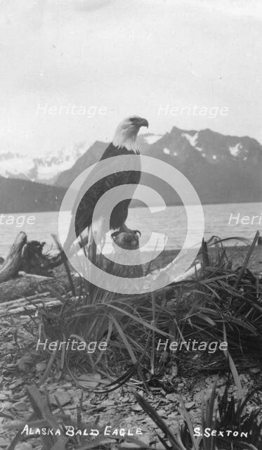 Bald eagle, between c1900 and c1930. Creator: S Sexton.