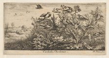 Carduëlis, Chardonnet (The Goldfinch): Livre d'Oyseaux (Book of Birds), 1655-1660., Creator: albert flamen.