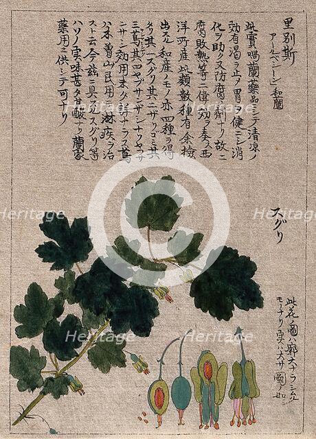 A currant plant (Ribes species): flowering stem with floral segments. Creator: Unknown.