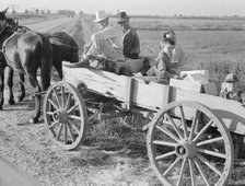 Horse and wagon is still a common means of transportation..., Southeast Missouri Farms, 1938. Creator: Dorothea Lange.