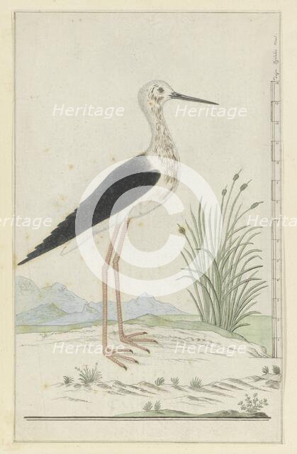 Himantopus himantopus (Black-winged stilt), 1777-1786. Creator: Robert Jacob Gordon.