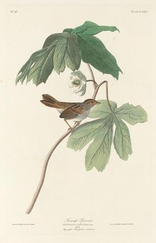 Swamp Sparrow, 1829. Creator: Robert Havell.
