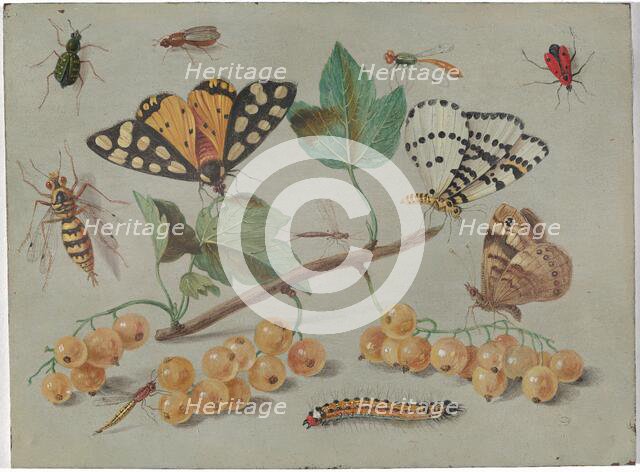 Study of Butterfly and Insects, c. 1655. Creator: Jan van Kessel.