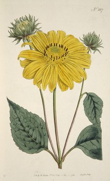 Sunflower, pub. 1796 (hand coloured engraving). Creator: English School (18th Century).