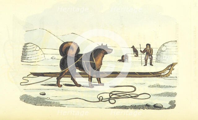 Husky and sledge, 1825.  Creator: Unknown.