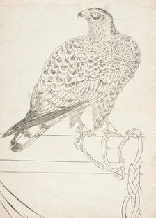 Fighting Hawk, early 18th century. Creator: Unknown.