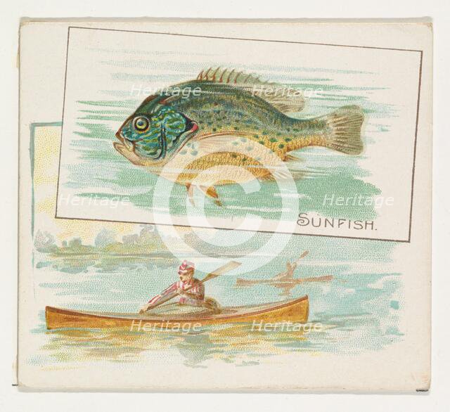 Sunfish, from Fish from American Waters series (N39) for Allen & Ginter Cigarettes, 1889. Creator: Allen & Ginter.