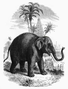 'The Elephant of India', c1891. Creator: James Grant.