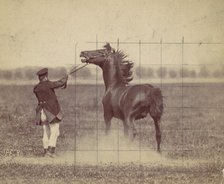 Horse, 1884. Creator: Ottomar Anschütz.
