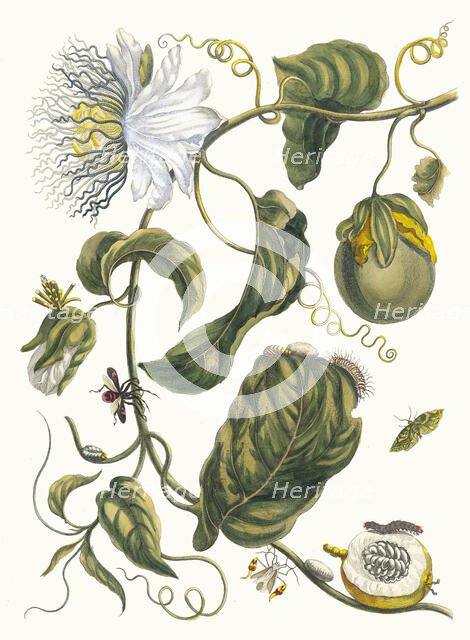 Marquiaas. From the Book Metamorphosis insectorum Surinamensium, 1705. Creator: Merian, Maria Sibylla (1647-1717).