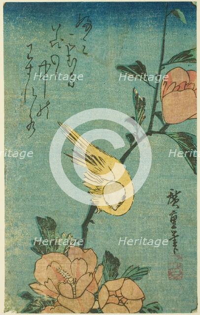 Yellow bird and hibiscus, c. 1830s. Creator: Ando Hiroshige.
