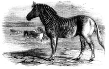 The Quagga in the Zoological Society's Gardens, Regent's Park, 1858. Creator: Pearson.
