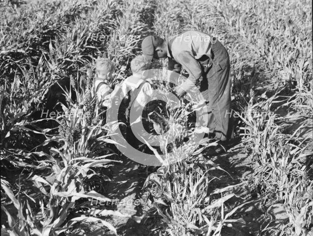 Formerly rehabilitation client harvesting milo maize, Near Manteca, California, 1938. Creator: Dorothea Lange.