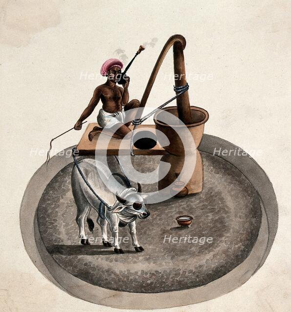 India: a man smoking a hookah whips a bullock who is drawing him..., (between 1800 and 1899?). Creator: Unknown.