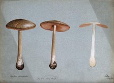 A fungus (Agaricus gloiocephalus): three fruiting bodies, 1898. Creator: Unknown.