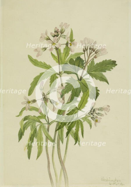 Cut Toothwort (Dentaria laciniata), 1918. Creator: Mary Vaux Walcott.