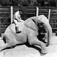 Keeper and elephant, London Zoo, (1950s?). Artist: Henry Grant