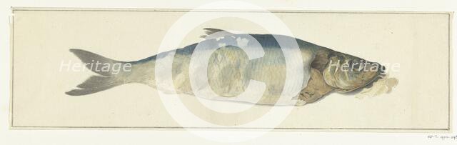 Fish, partly perish, 1775-1833. Creator: Jean Bernard.