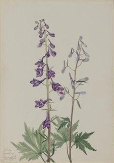 Tall Larkspur (Delphinium elongatum), 1920. Creator: Mary Vaux Walcott.