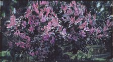 Lilacs. Artist: Vrubel, Mikhail Alexandrovich (1856-1910)