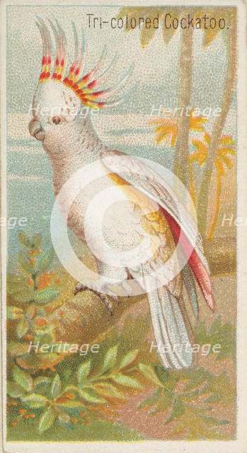 Tri-colored Cockatoo, from the Birds of the Tropics series (N5) for Allen & Ginter Cigaret..., 1889. Creator: Allen & Ginter.