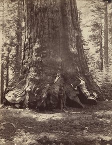 Section of the Grizzly Giant with Galen Clark, Mariposa Grove, Yosemite, 1865-66, printed ca. 1876. Creator: Carleton Emmons Watkins.
