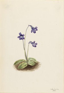 Northern Butterwort (Pinguicula vulgaris), 1903. Creator: Mary Vaux Walcott.
