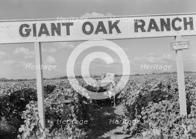 Vineyard during harvest, large-scale farming, Tulare County, California, 1938. Creator: Dorothea Lange.