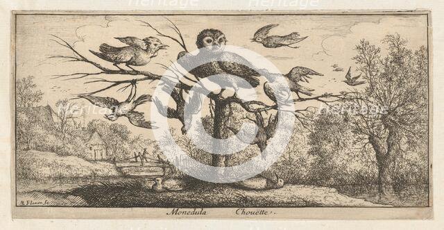 Monedula, Chouëtte (The Owl): Livre d'Oyseaux (Book of Birds), 1655-1660. Creator: albert flamen.