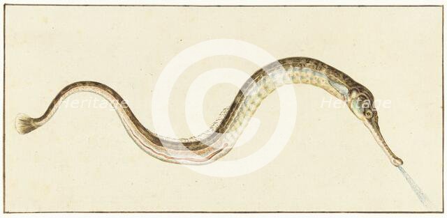 Pipefish (Syngnatus Acus), 1664-1693. Creator: Pieter Withoos.