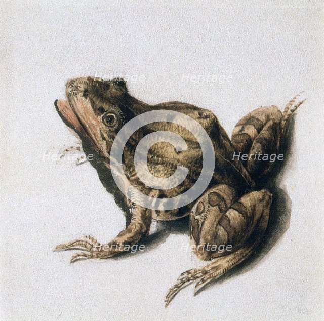 'Green Frog', 16th century. Artist: Joris Hoefnagel