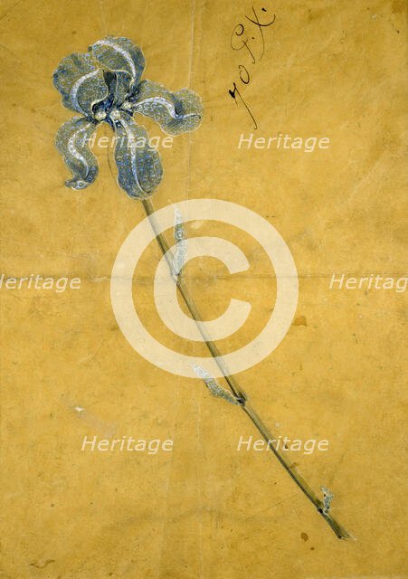 Sketch for the Tiffany Iris Corsage Ornament, c1900. Creator: George Paulding Farnham.