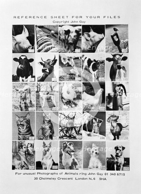 Animal montage, 1970. Artist: John Gay.