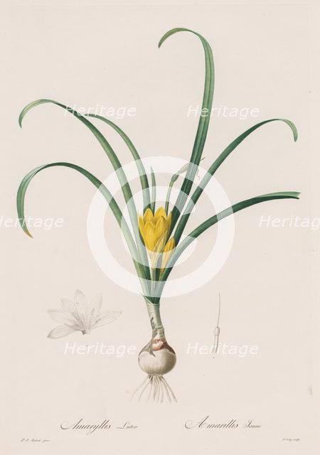 Les Liliacées: Amaryllis Lutes, 1802-1816. Creator: Henry Joseph Redouté (French, 1766-1853).