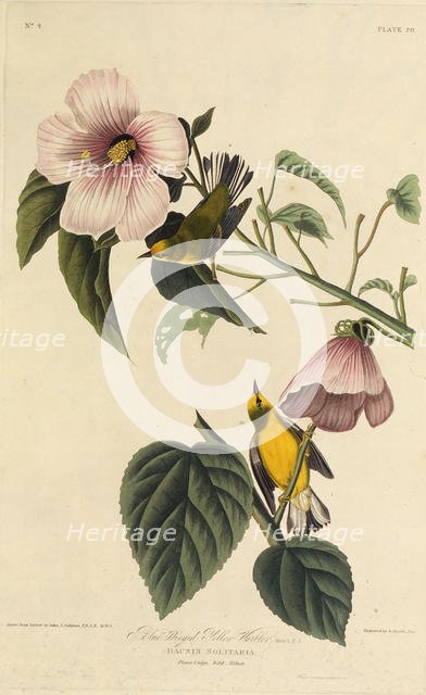 Blue winged yellow warbler. From "The Birds of America", 1827-1838. Creator: Audubon, John James (1785-1851).