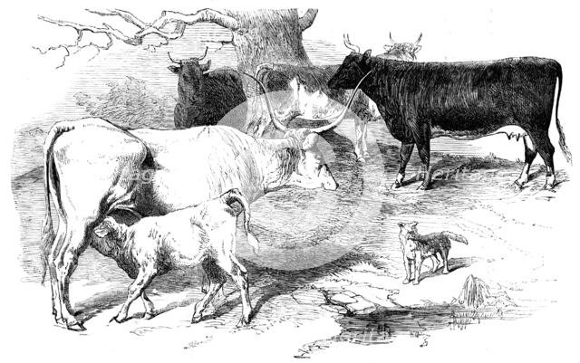 Prize Animals from the Cattle Show, at Paris, 1856.  Creator: Unknown.