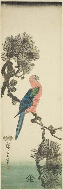 Macaw on pine branch, c. 1847/52. Creator: Ando Hiroshige.