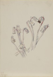 Indian Pipe (Monotropa uniflora), 1926. Creator: Mary Vaux Walcott.