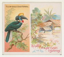 Yellow-Casque Black Hornbill, from Birds of the Tropics series (N38) for Allen & Ginter Ci..., 1889. Creator: Allen & Ginter.
